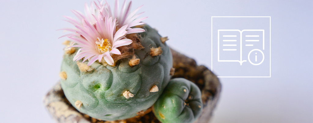 Så odlar och sköter du peyote: En komplett steg-för-steg-guide