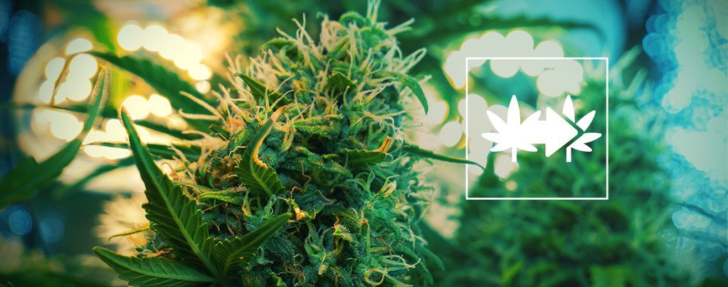 Bästa sättet att klona cannabisplantor