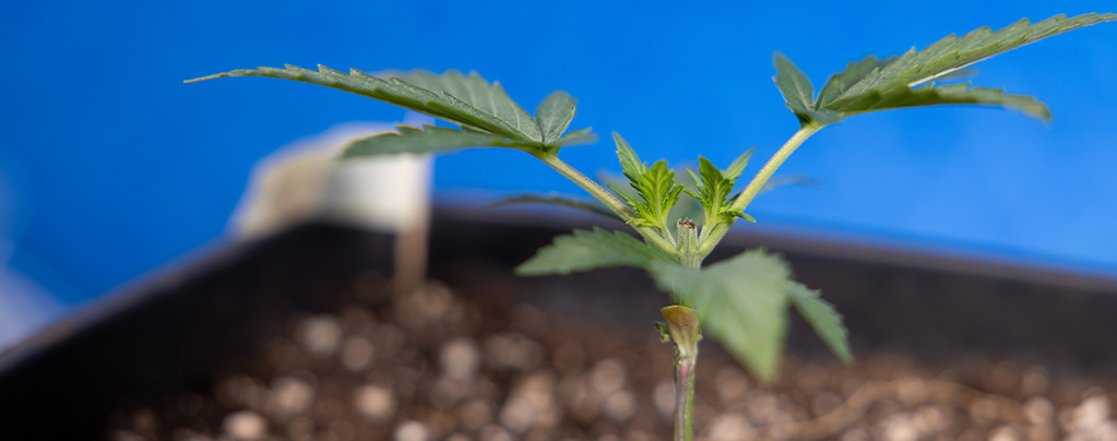 Toppning av cannabis: Allt du behöver veta