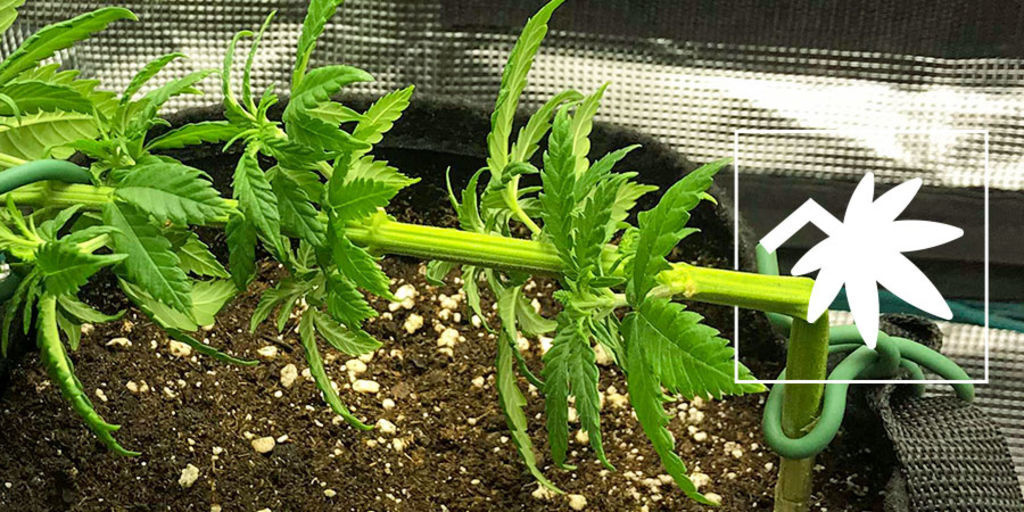 Supercropping av cannabis: Allt du behöver veta