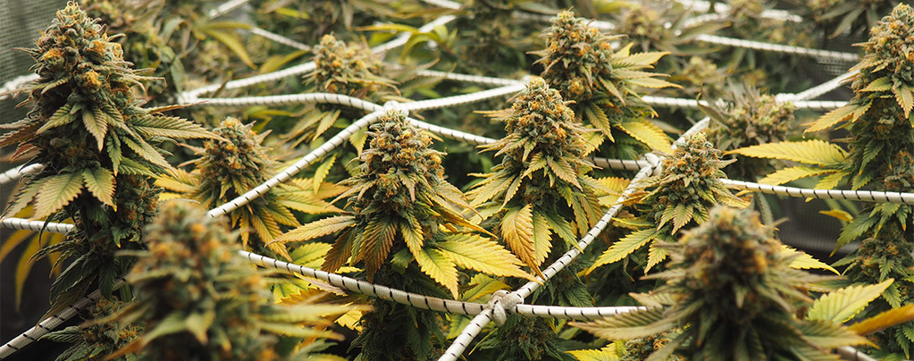 Skörda cannabis med ScrOG-metoden: Den kompletta guiden för maximal avkastning