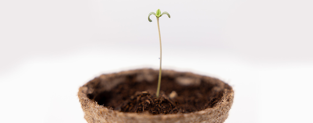 Den vegetativa fasen i cannabisodling