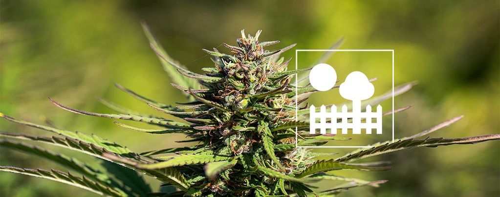 Odla cannabis i trädgården eller på bakgården