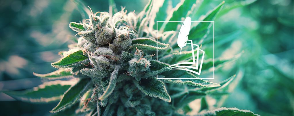 Historien om medicinsk cannabis