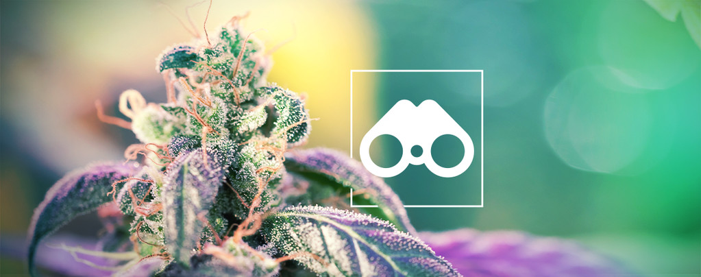Fenojakt på cannabis: Allt du behöver veta