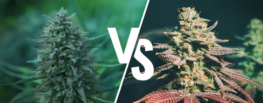 Fotoperiodisk cannabis vs. Autoflower: vilken passar dig?