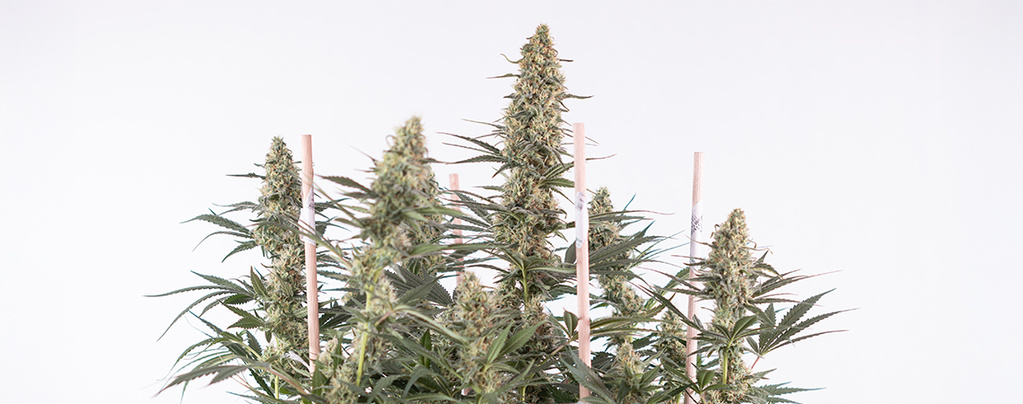 Så odlar du Autoflower: Den kompletta guiden