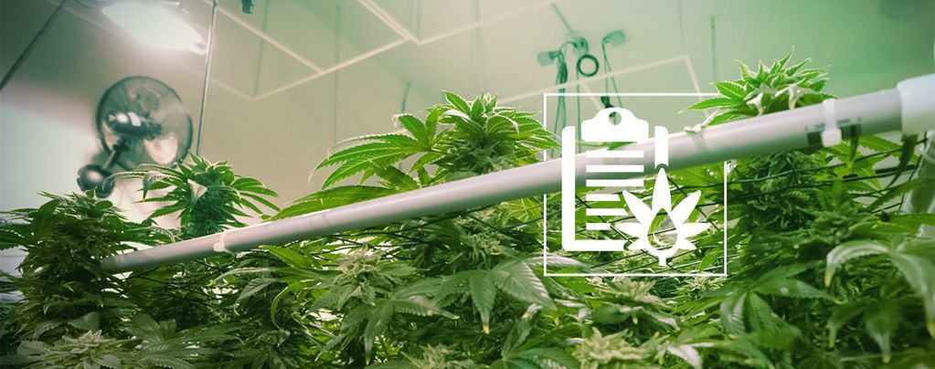 Olika typer av hydroponiska system för att odla cannabis