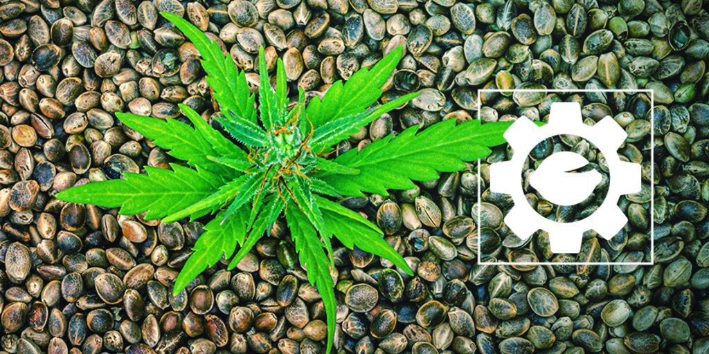 Vad är Autoflower cannabisfrön?