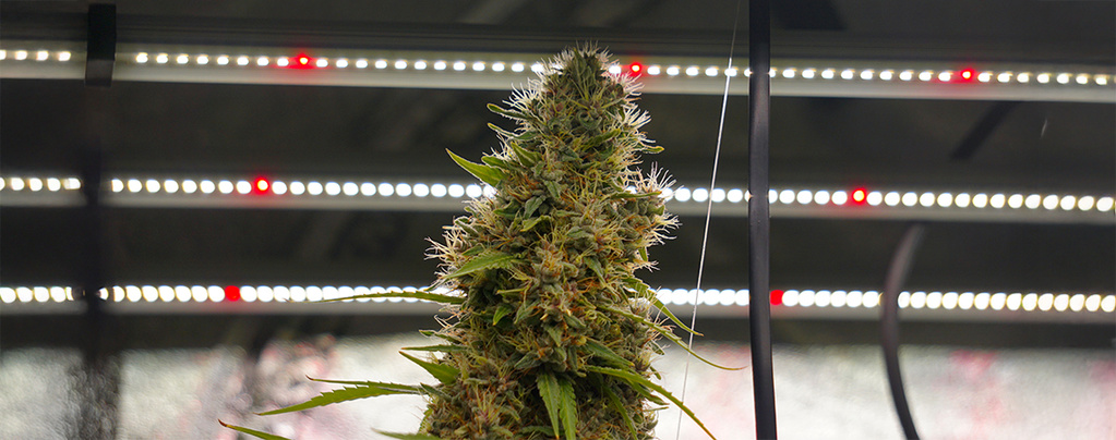 Förklaring av ljuscykler för Autoflower