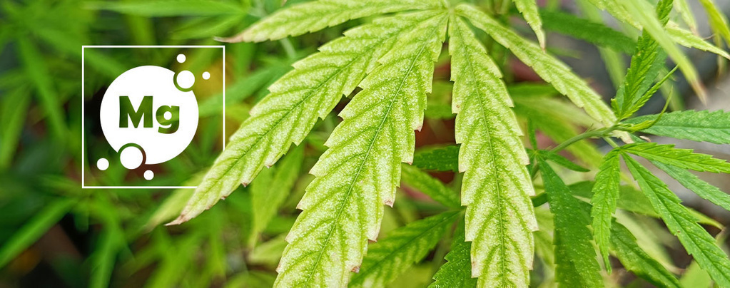 Magnesiumbrist hos cannabis