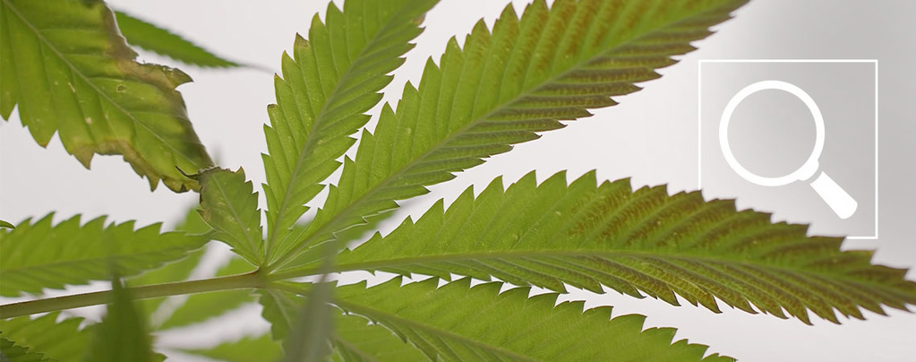 Fosforbrist hos cannabisplantor: Symtom och åtgärder