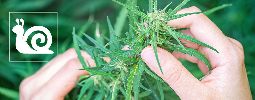 Långsam tillväxt hos cannabis: Orsaker och så åtgärdar du det