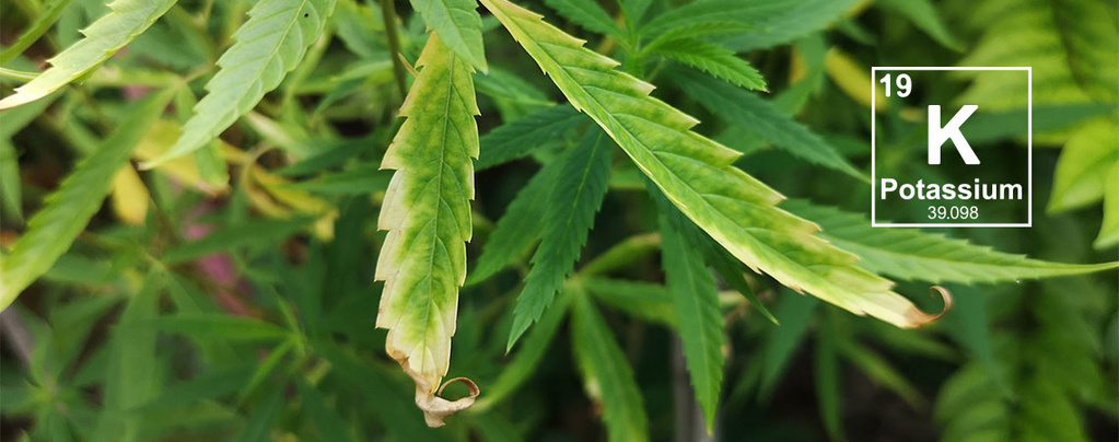 Kaliumbrist hos cannabisplantor