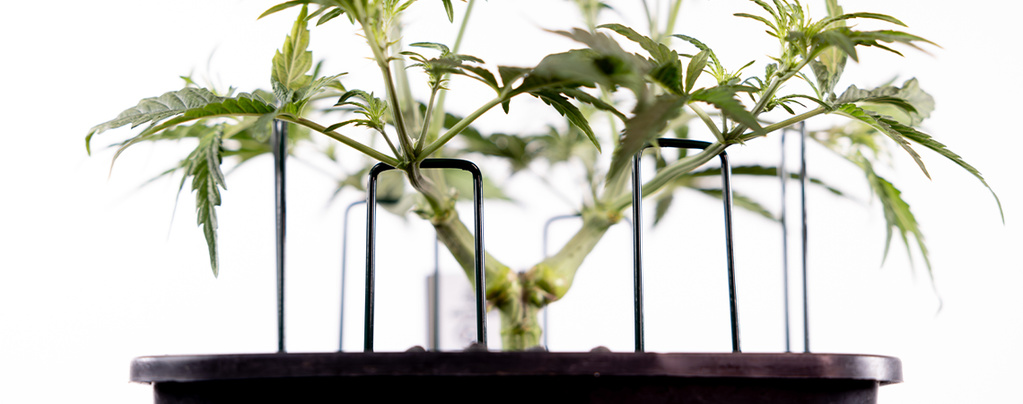 Så tränar du Autoflower cannabis
