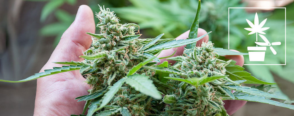 Den kompletta nybörjarguiden till olika tekniker för träning av cannabisplantor