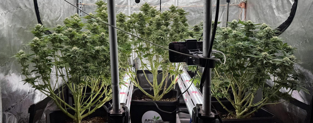 Intercanopy-belysning för cannabis: Ja eller nej?
