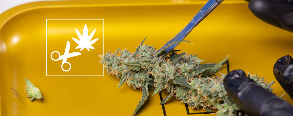 Så trimmar du din cannabis