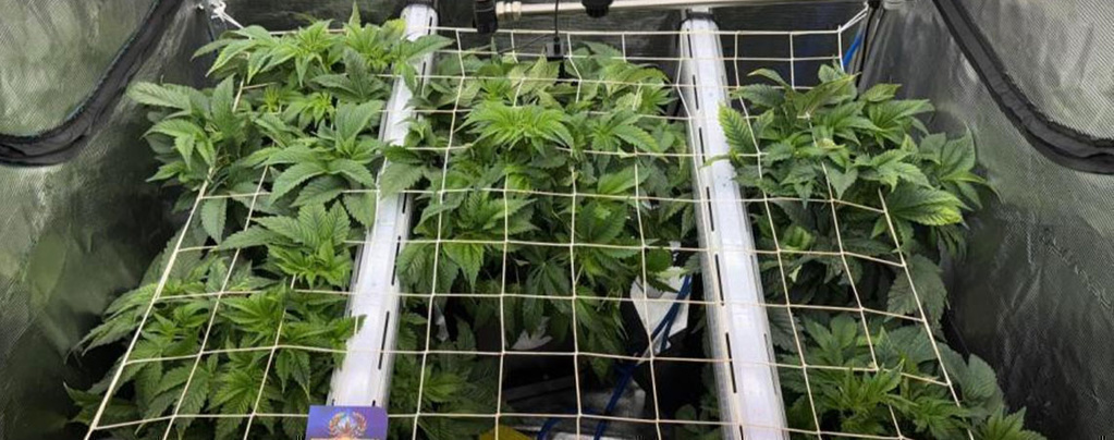 Underbelysning under krontaket för cannabis: Ökar tillväxten och så kommer du igång