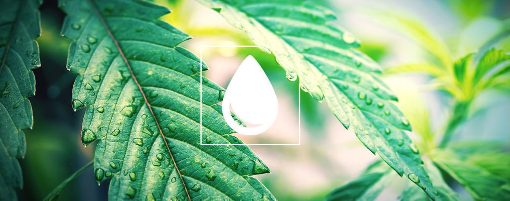 Hur du vattnar cannabisplantor
