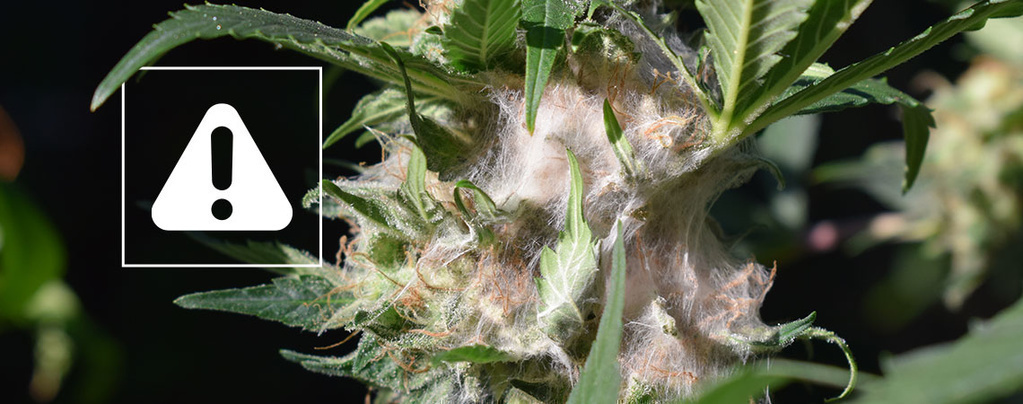 Så upptäcker och förebygger du knoppmögel vid cannabisodling