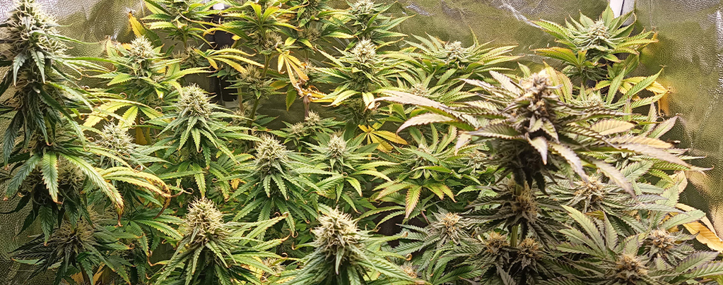 pH för cannabis: Så mäter och justerar du