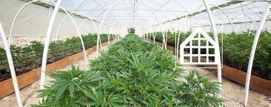 Varför du bör odla cannabis i växthus eller uterum