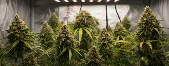 Så odlar du cannabis med 12/12 från frö
