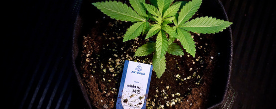 Omplantering av Autoflower: Smidiga steg för friska rötter