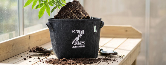 När och hur du planterar om cannabisplantor (komplett guide)