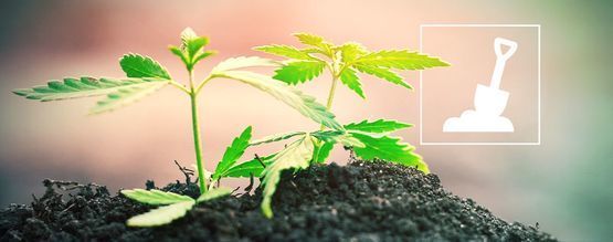 Allt du behöver veta om att odla cannabis i jord