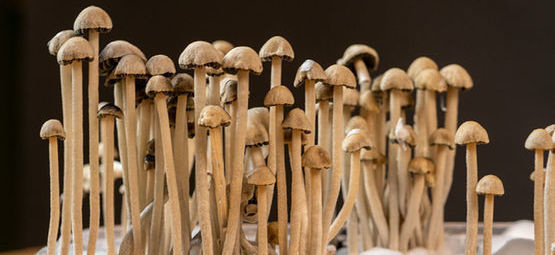 Vad är Panaeolus cyanescens?
