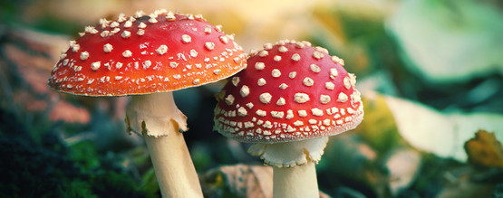 Vad är Amanita muscaria?