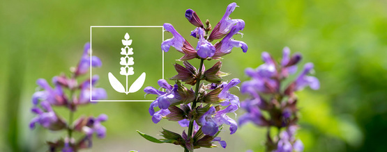Salvia divinorum: Allt du behöver veta