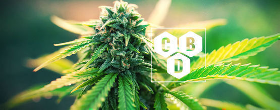 Vad är cannabidiol (CBD)?