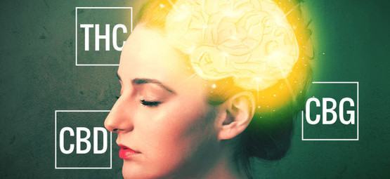 CBD, THC och CBG – en guide till cannabinoider