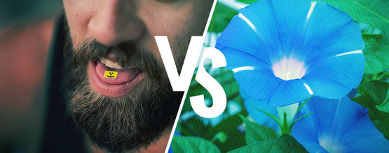 LSD vs. LSA – skillnaden