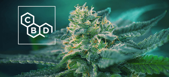 CBD-rika cannabissorter