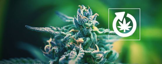 Cannabisplantans livscykel