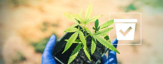 Välj rätt kruka för dina cannabisplantor