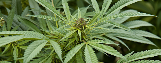 Vad är Cannabis sativa?