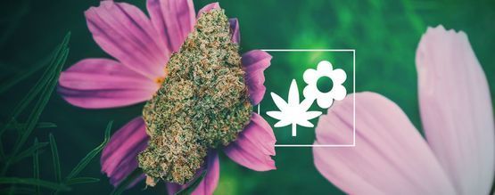 Så odlar du bättre cannabis med följeväxter