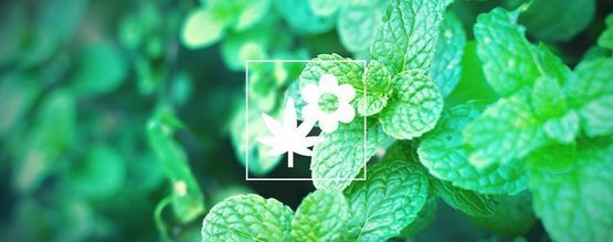 Samplantering med cannabis: mynta