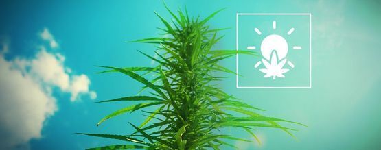 Så odlar du cannabis utomhus