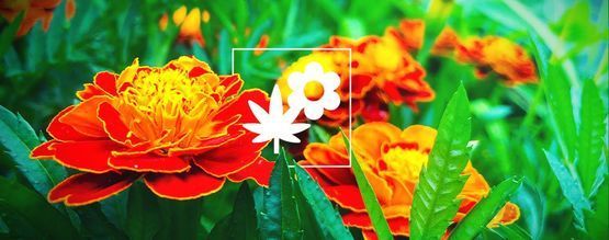Samplantering med cannabis: Tagetes