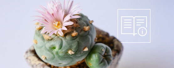 Så odlar och sköter du peyote: En komplett steg-för-steg-guide