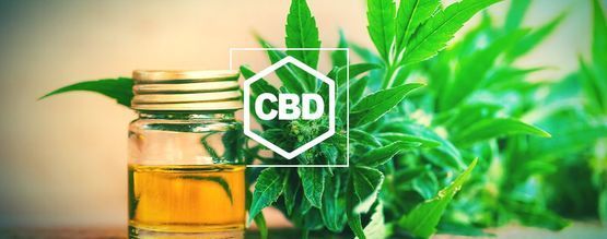 Allt du behöver veta om CBD