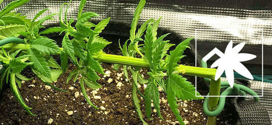 Supercropping av cannabis: Allt du behöver veta