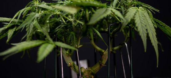 Lågstressträning (LST) för cannabis: komplett guide