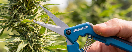 FIM-beskärning av cannabis för större avkastning: När och hur du FIM:ar dina plantor